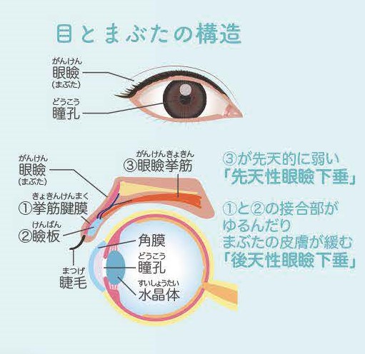 今月のテーマは「眼」 アイメークやアレルギーで目をこする方は要注意!眼瞼下垂 | With Magazine | JA愛知厚生連