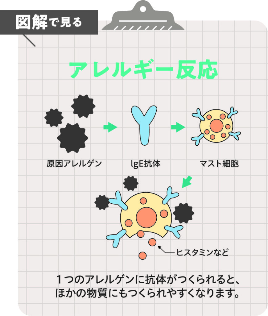 JA愛知厚生連の医師が解説／アレルギーのおはなし | With Magazine